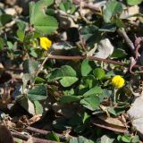 Medicago orbicularis