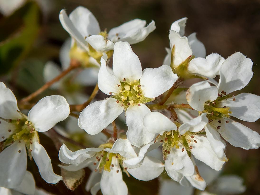 Image of Amelanchier spicata specimen.