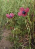 View full-size image Papaver hybridum