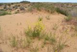 Смотреть изображение Erysimum canescens