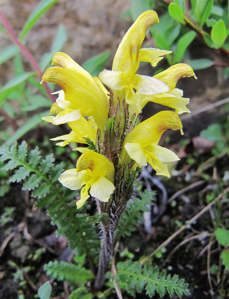 Image of Pedicularis oederi specimen.