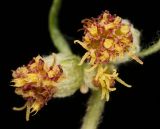 View full-size image Artemisia vulgaris