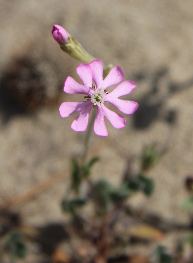 Image of Silene colorata specimen.