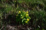 View full-size image genus Caltha