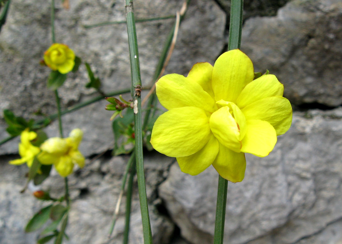 Image of Jasminum mesnyi specimen.