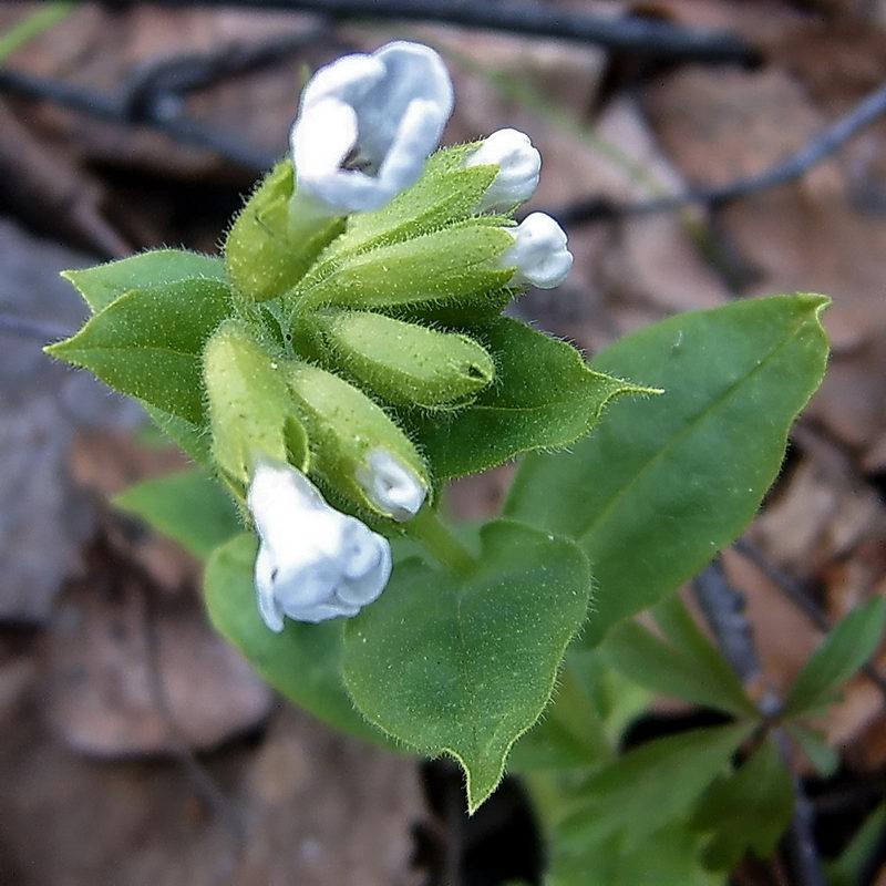 Image of Pulmonaria obscura specimen.