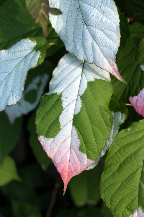 Image of Actinidia kolomikta specimen.