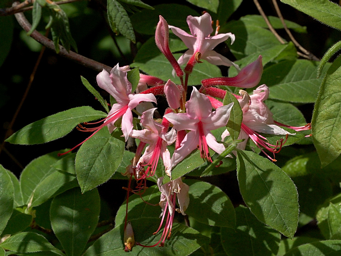 Image of Rhododendron roseum specimen.