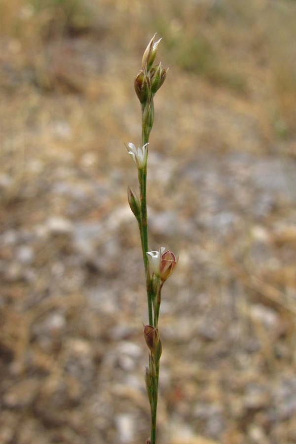 Image of Bufonia parviflora specimen.