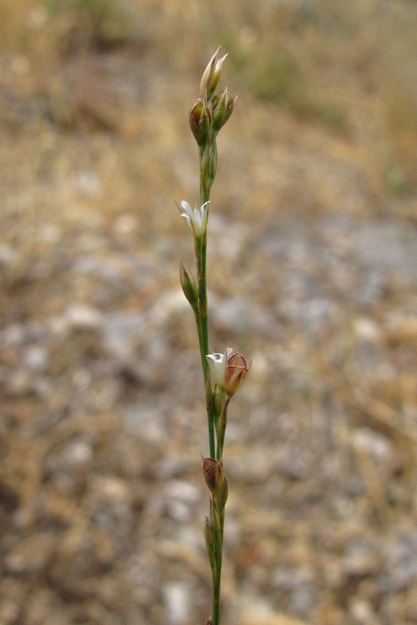 Изображение особи Bufonia parviflora.