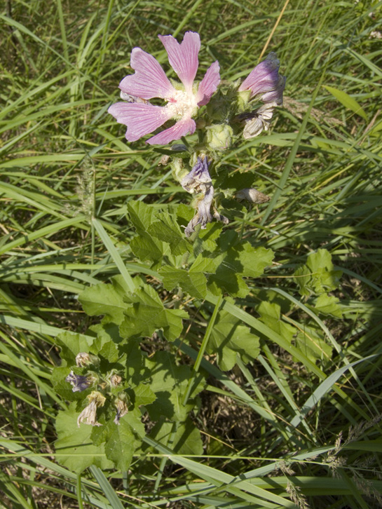 Image of Malva thuringiaca specimen.