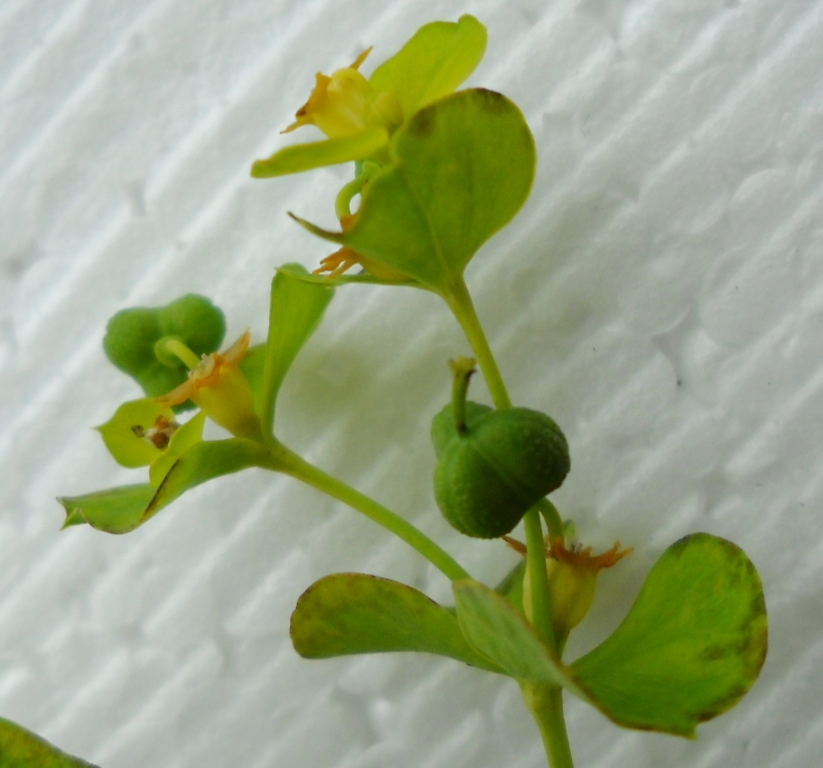 Image of genus Euphorbia specimen.