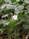 Malva neglecta