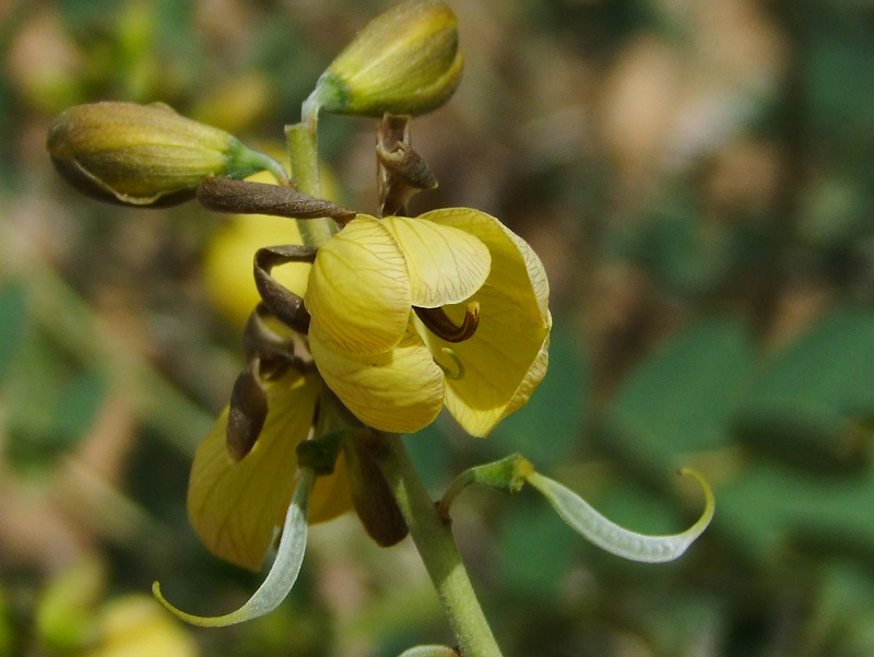 Image of Senna italica specimen.