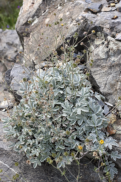 Image of Potentilla hololeuca specimen.