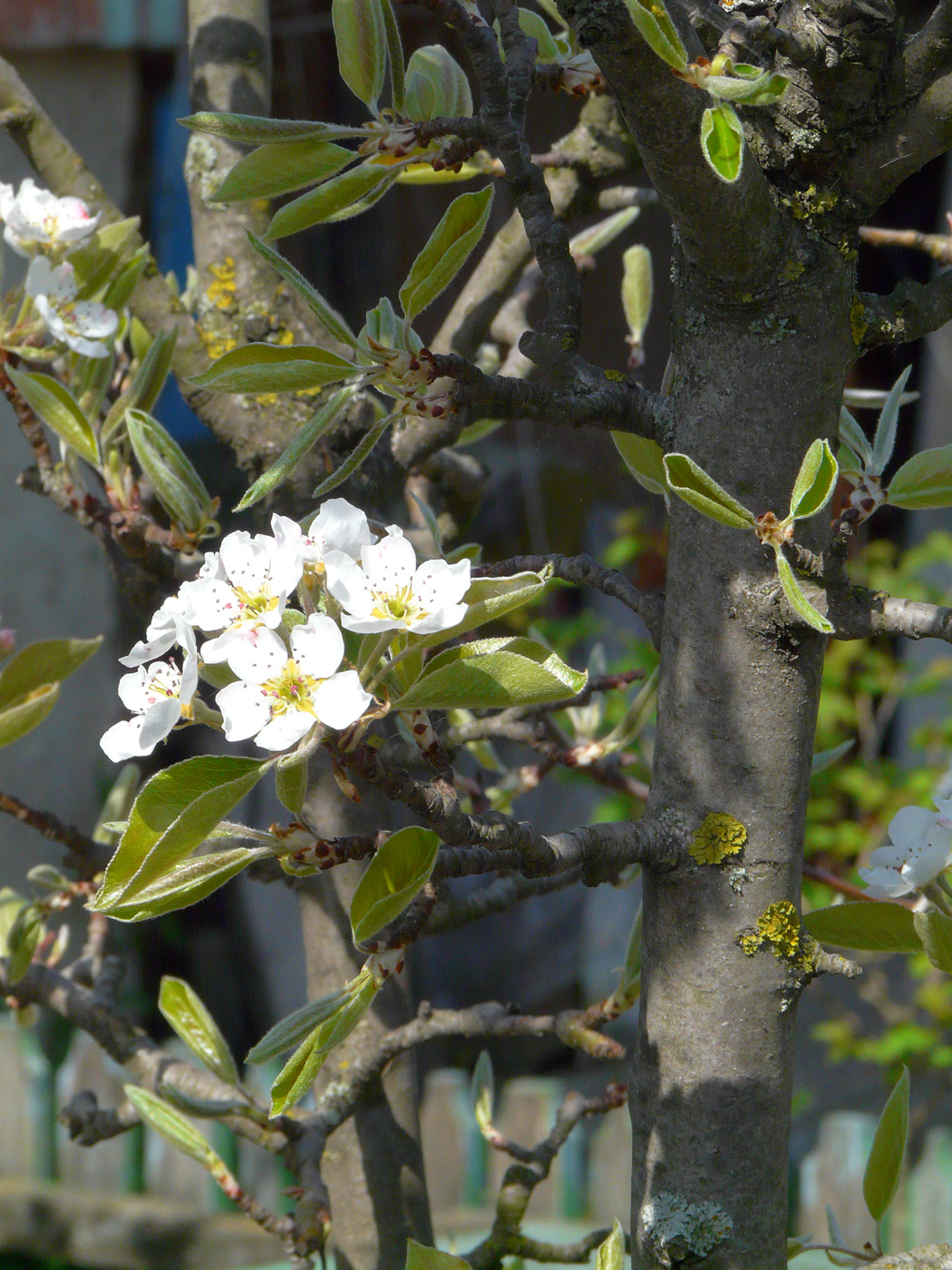 Image of Pyrus communis specimen.