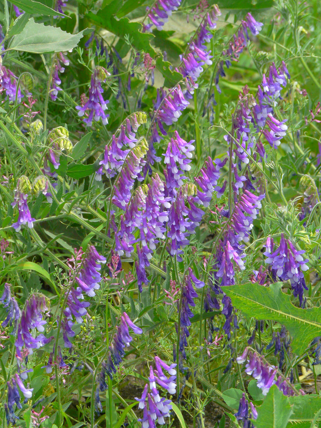 Image of Vicia villosa specimen.