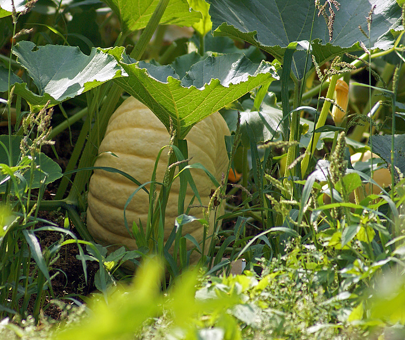 Изображение особи Cucurbita pepo.