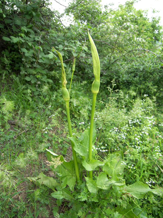 Изображение особи Arum rupicola.