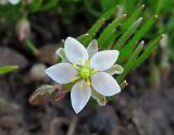 Spergula arvensis