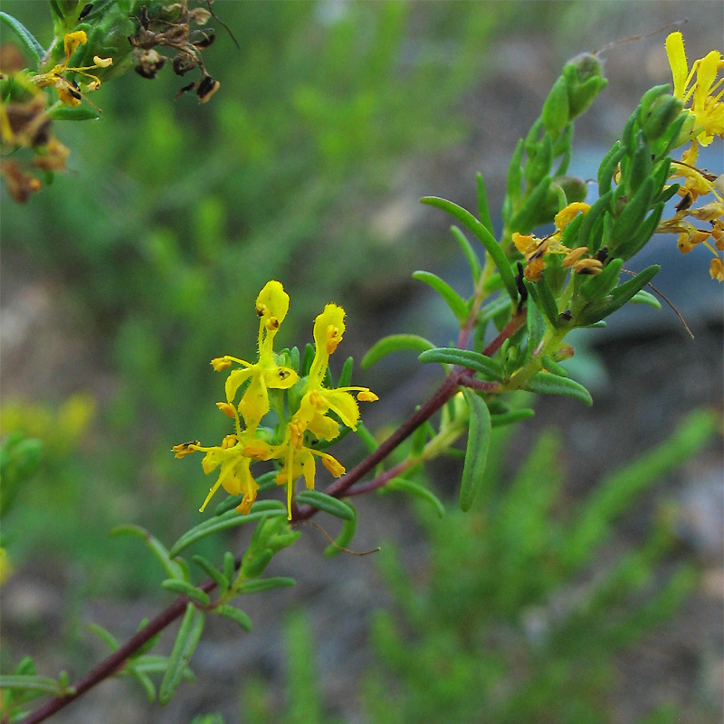 Image of Orthanthella lutea specimen.