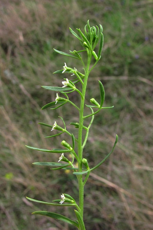 Image of genus Thesium specimen.