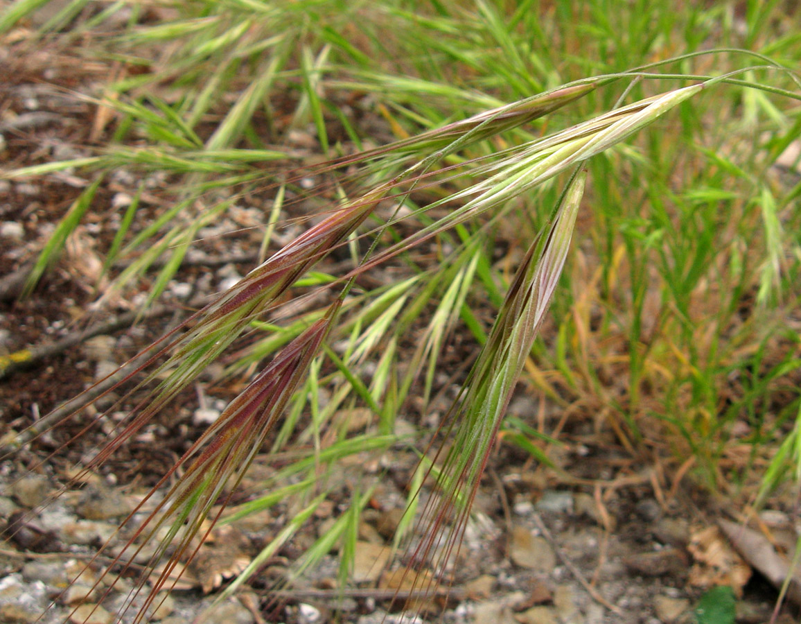 Изображение особи Anisantha sterilis.