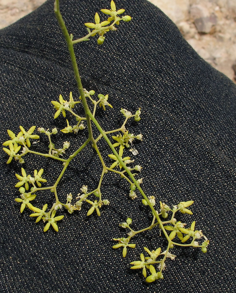 Изображение особи Haplophyllum tuberculatum.