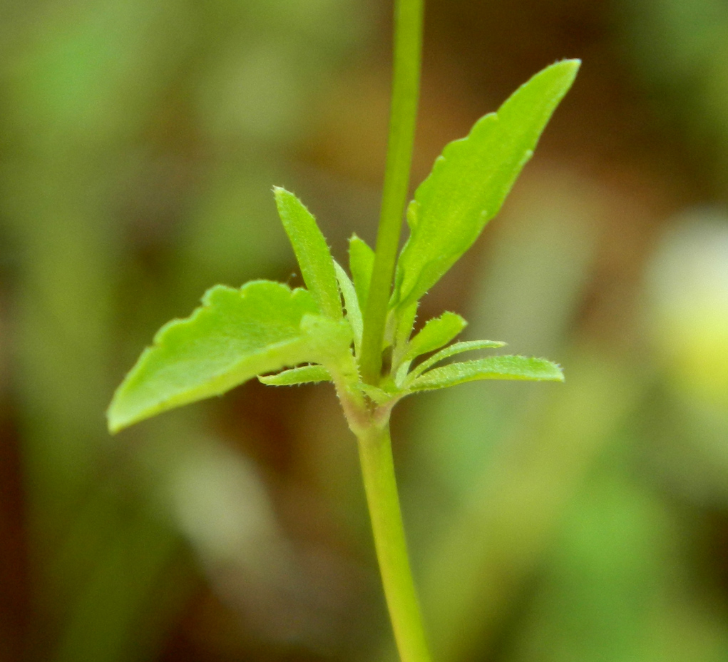 Image of Viola arvensis specimen.