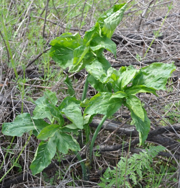 Image of Dracunculus vulgaris specimen.