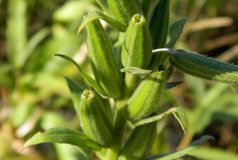 Изображение особи Oenothera biennis.