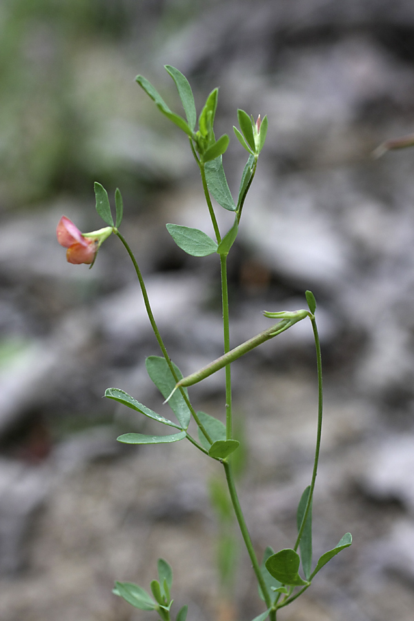 Image of Lotus sergievskiae specimen.