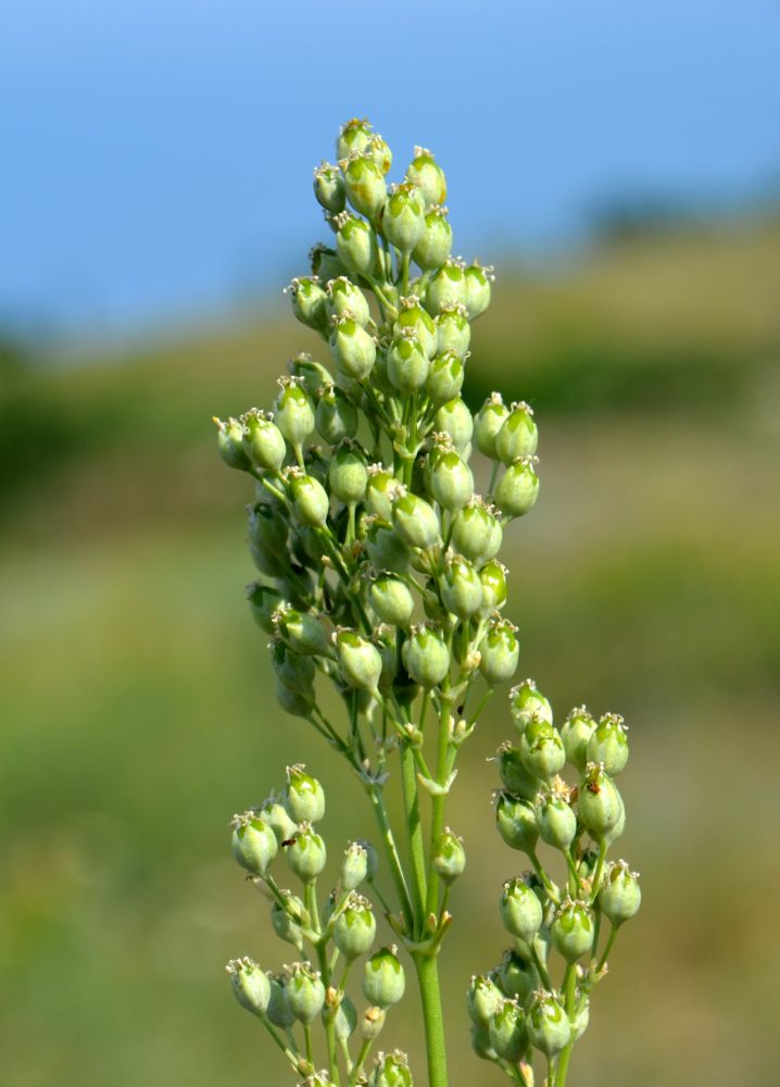 Image of Silene wolgensis specimen.