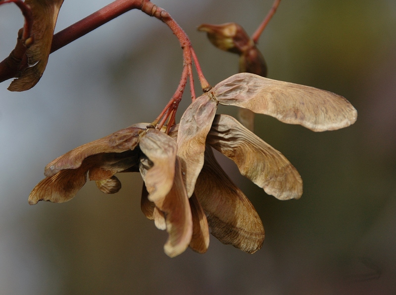 Image of Acer barbinerve specimen.