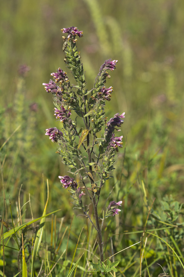 Изображение особи Odontites vulgaris.