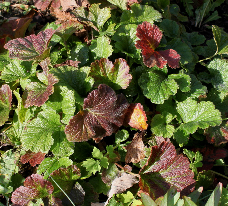 Image of Geum quellyon specimen.