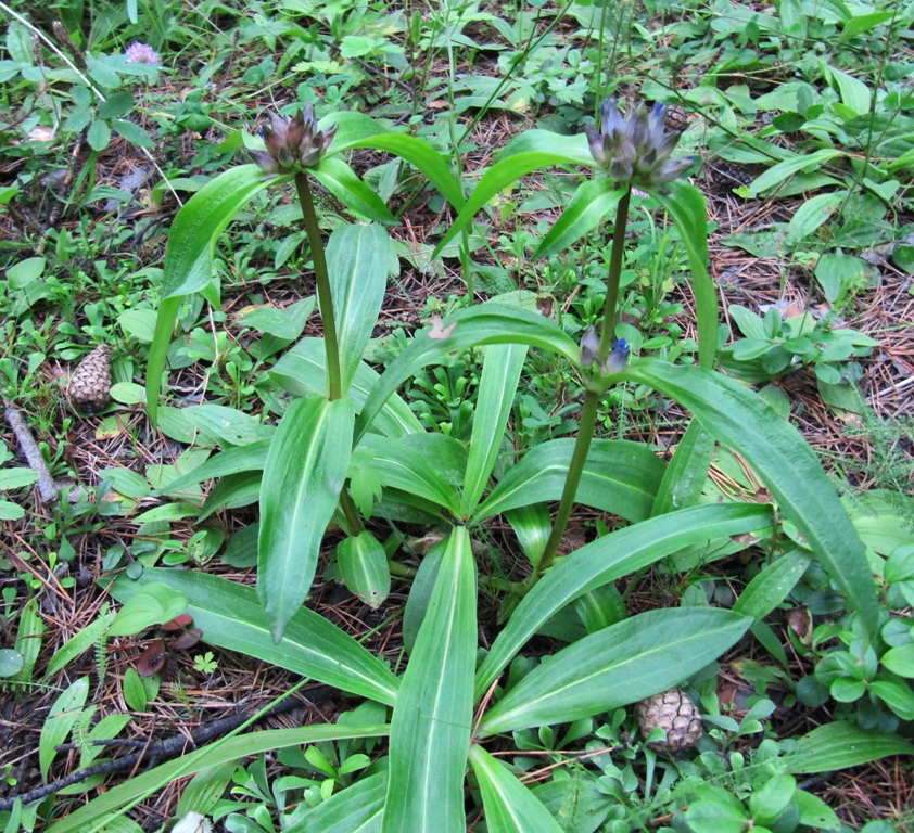 Image of Gentiana macrophylla specimen.