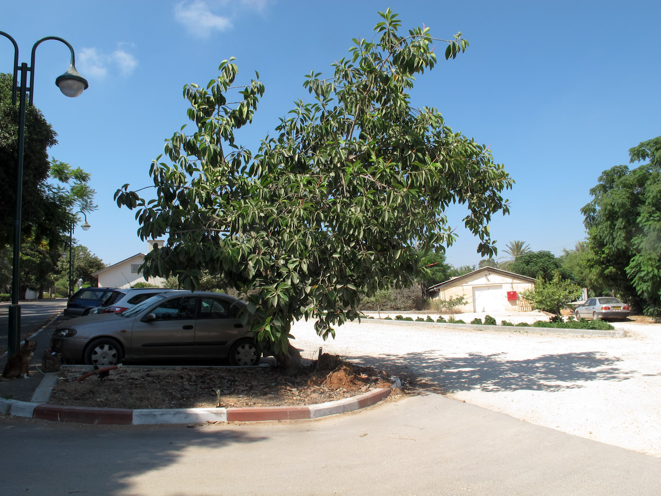 Image of Ficus elastica specimen.