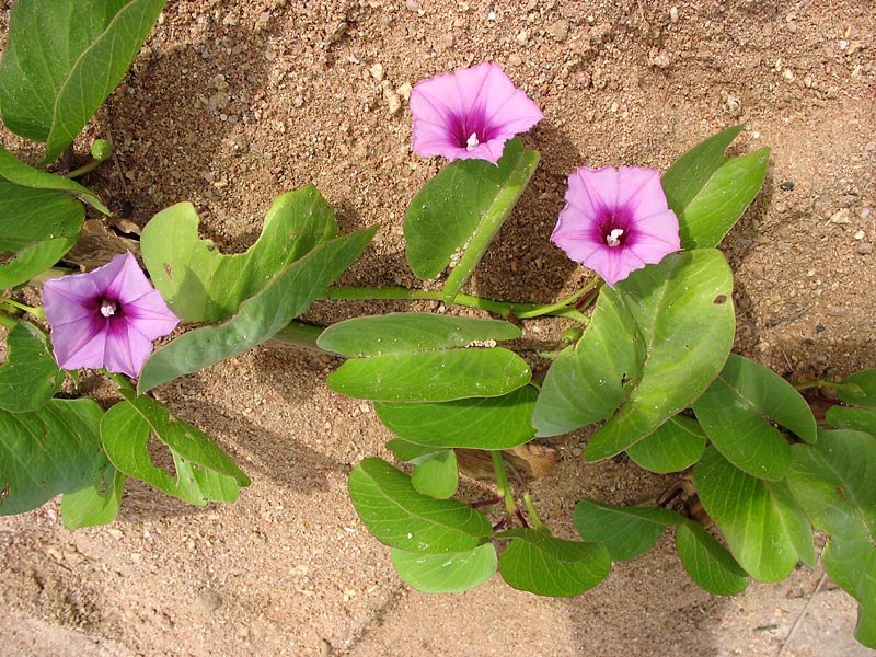 Image of Ipomoea pes-caprae specimen.