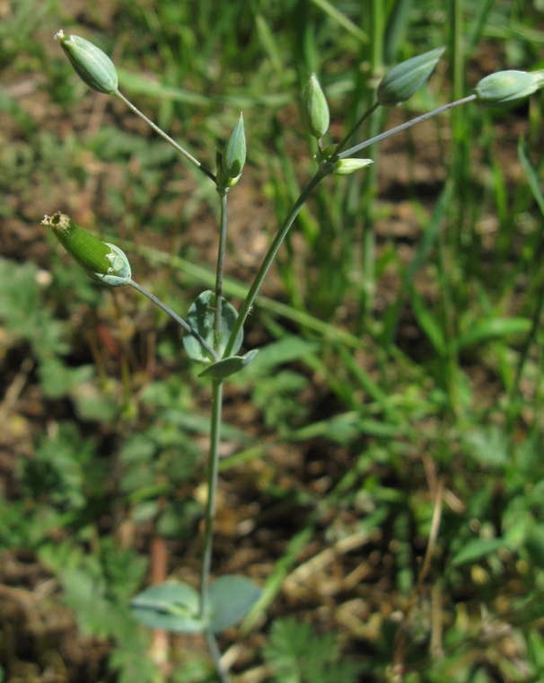 Image of Cerastium perfoliatum specimen.