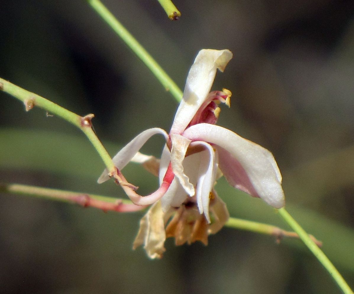 Image of Moringa peregrina specimen.