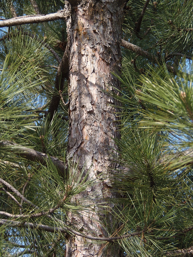 Image of Pinus pallasiana specimen.