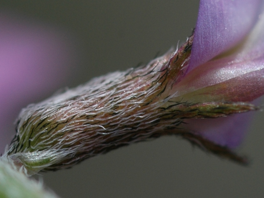 Image of Oxytropis gebleriana specimen.