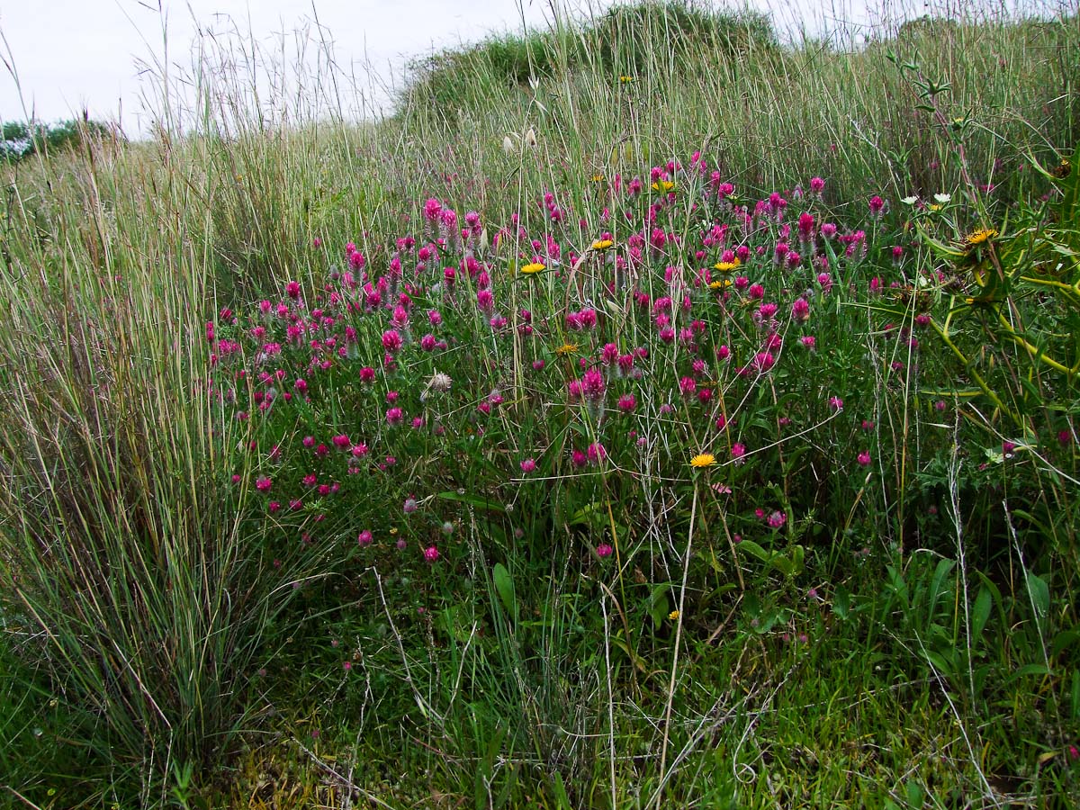 Image of Trifolium purpureum specimen.