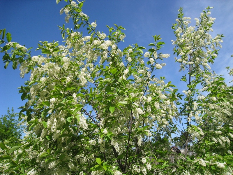 Image of Padus virginiana specimen.