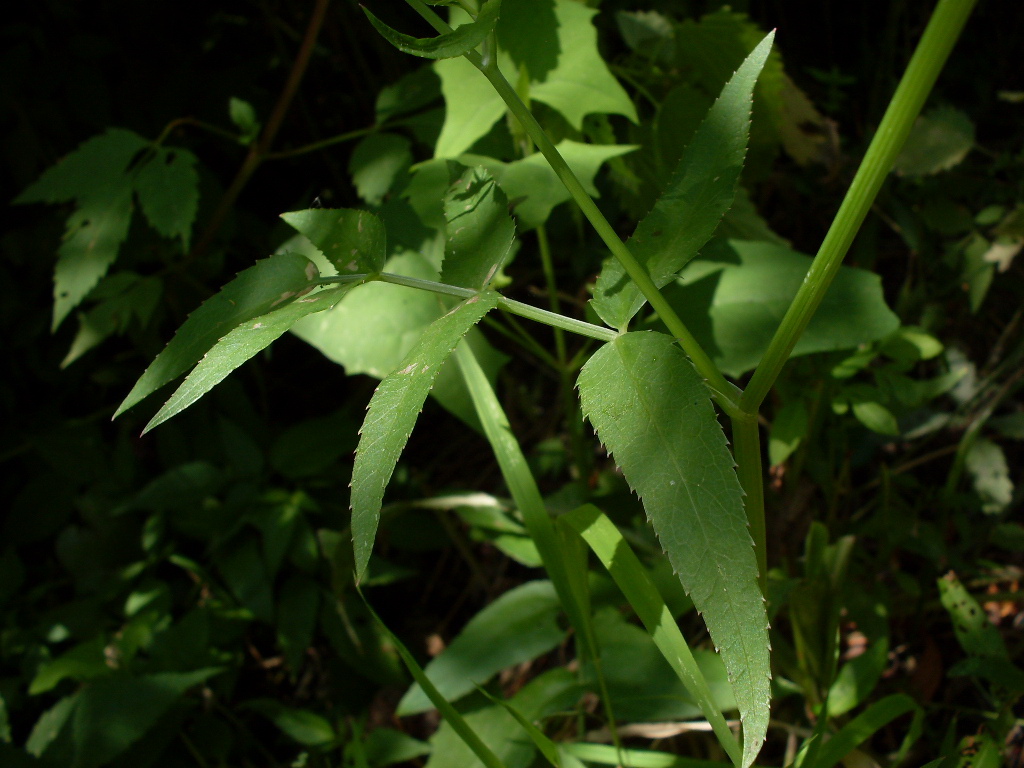 Image of Sium sisaroideum specimen.