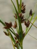 Bolboschoenus maritimus