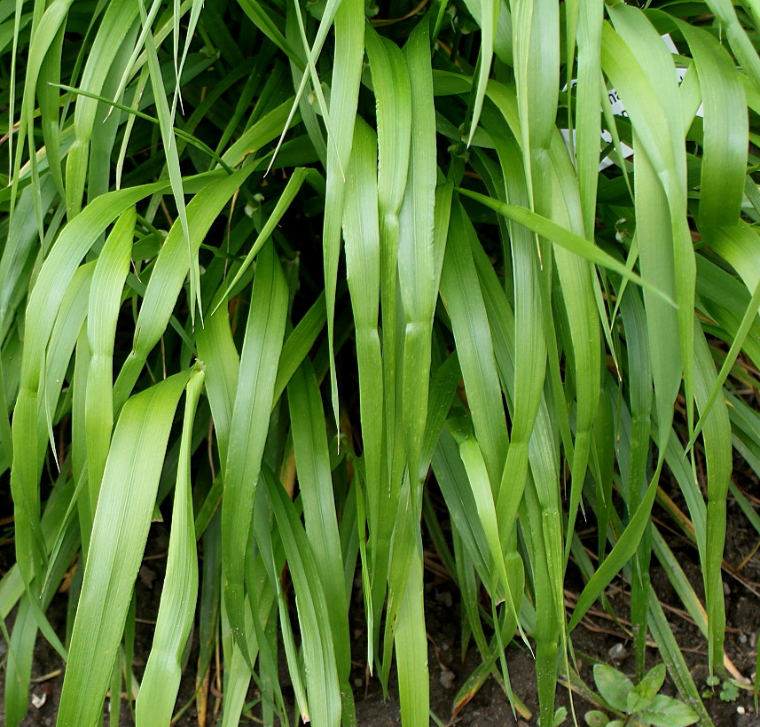 Image of Sorghastrum nutans specimen.