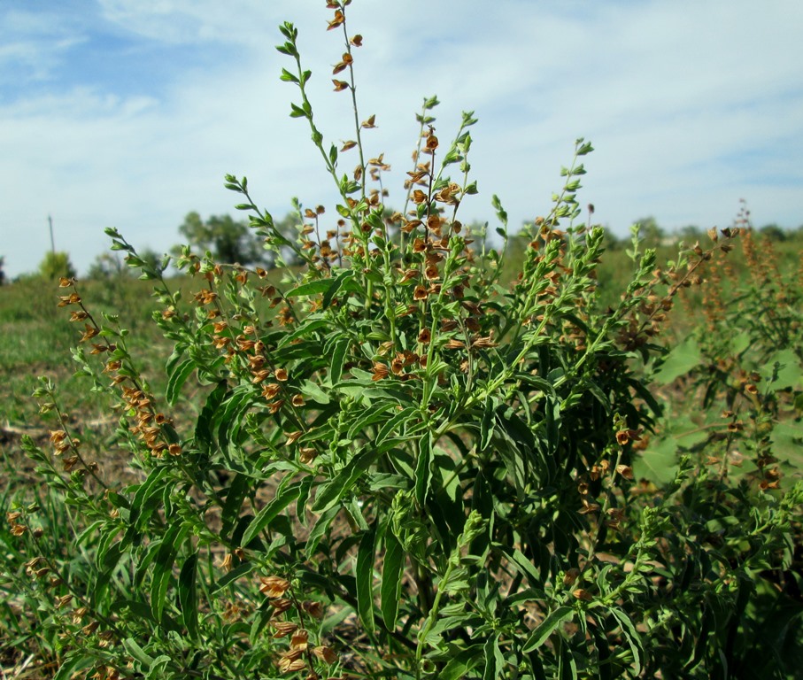 Image of Salvia reflexa specimen.