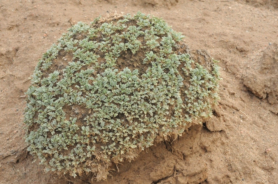 Image of Astragalus projecturus specimen.